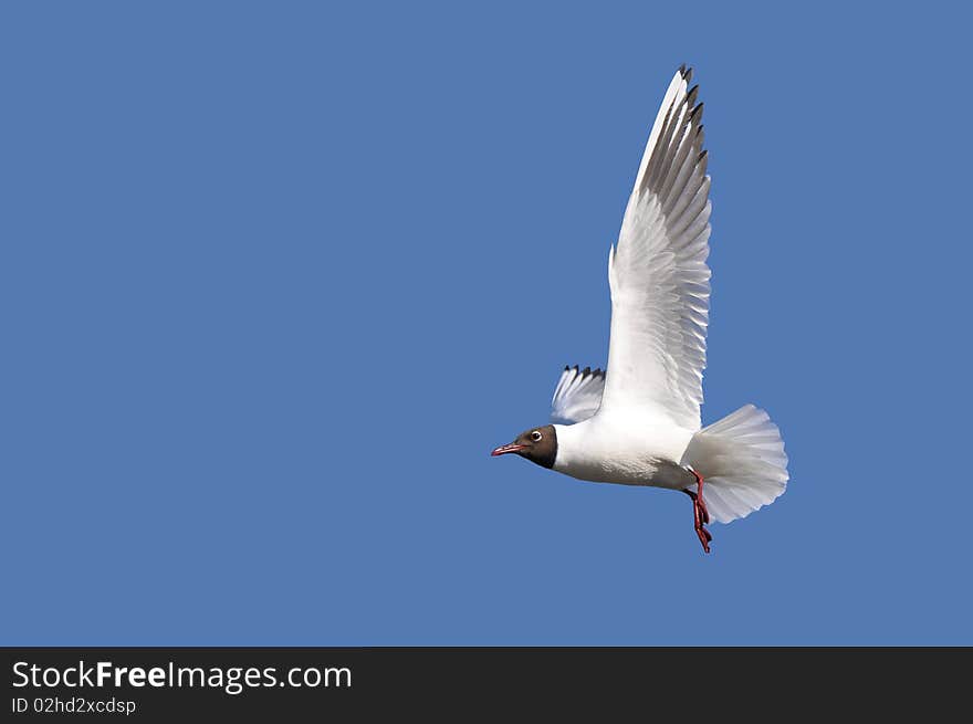 Seagull on a blue background