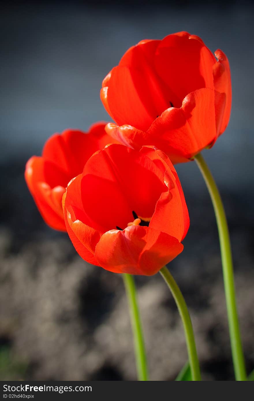 Detail of three red tulips