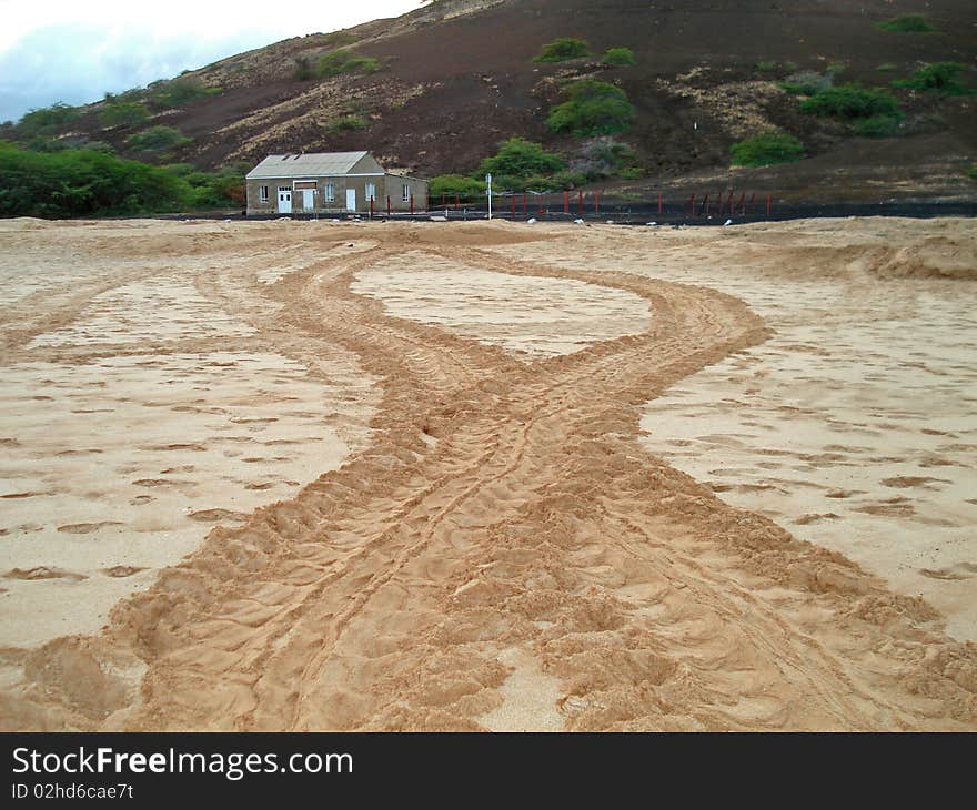 Turtle tracks in the sand