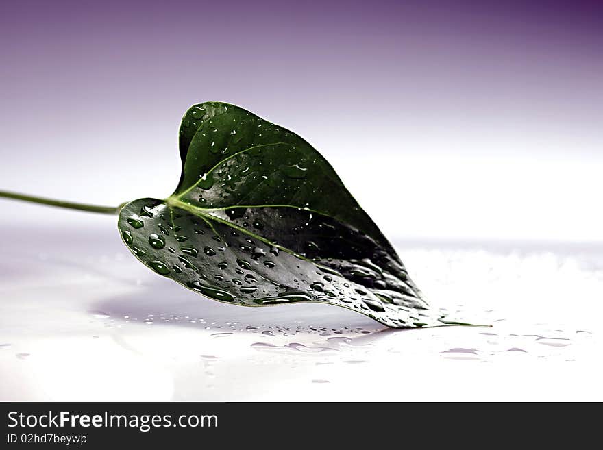 Water drops on green leaf