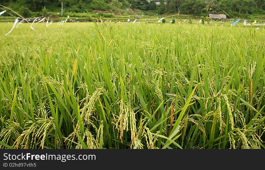 Rice Field