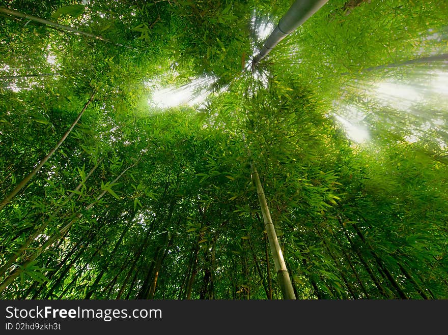 Lush green bamboo forest in spring. Lush green bamboo forest in spring