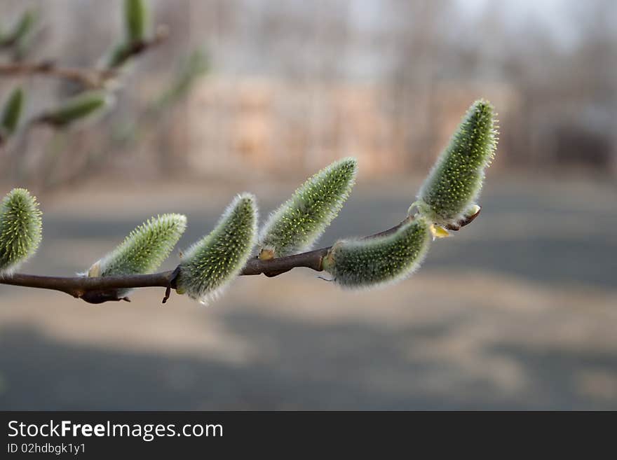 Pussy willow branch - close-up on nice background