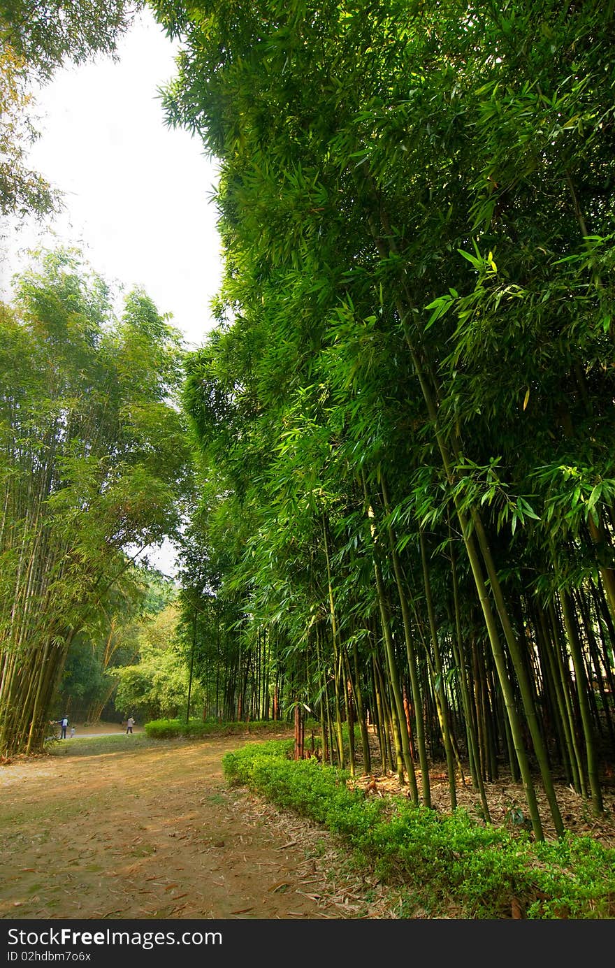 Lush green bamboo forest in spring. Lush green bamboo forest in spring