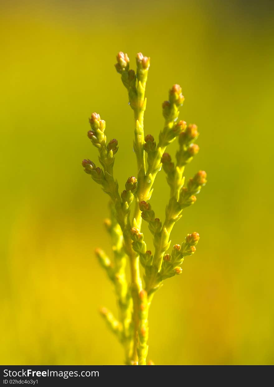 American Arborvitae, macro