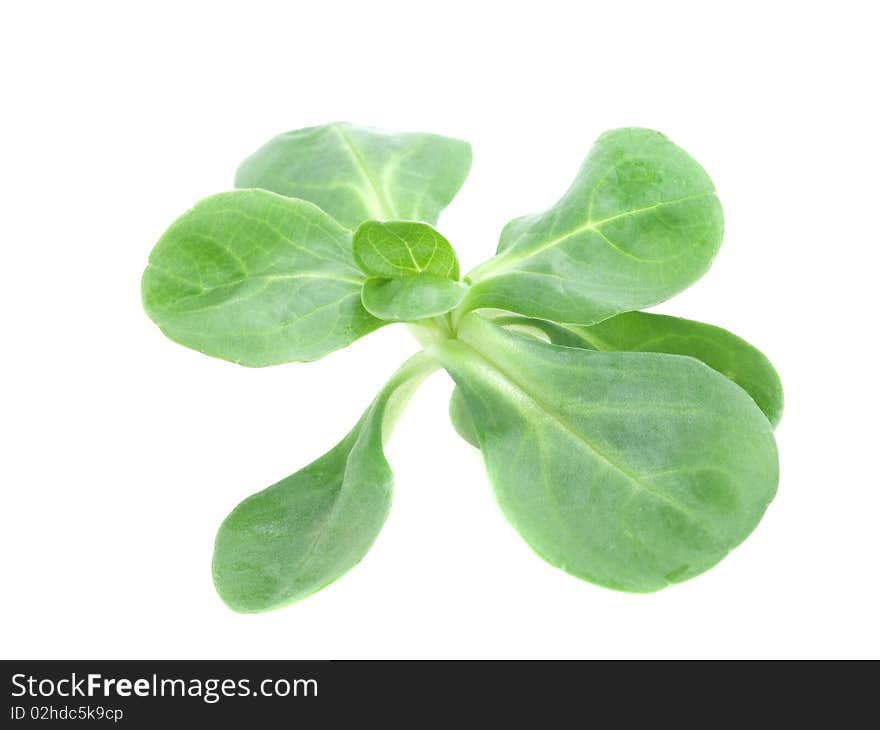 Fresh salad isolated on the white background