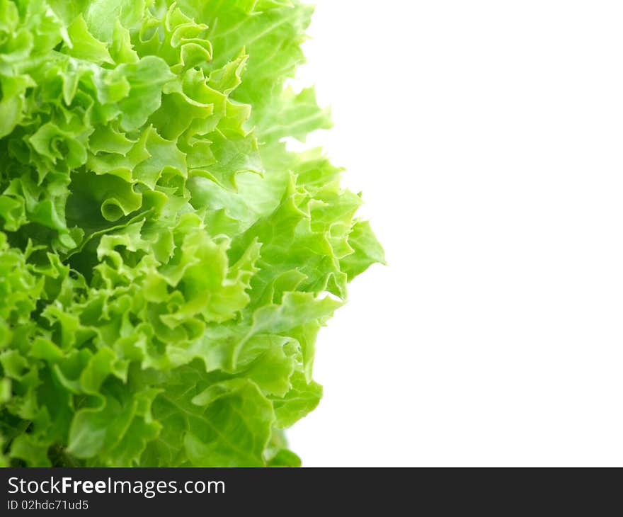 Fresh lettuce leaves