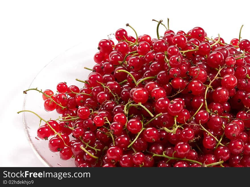 Red currant