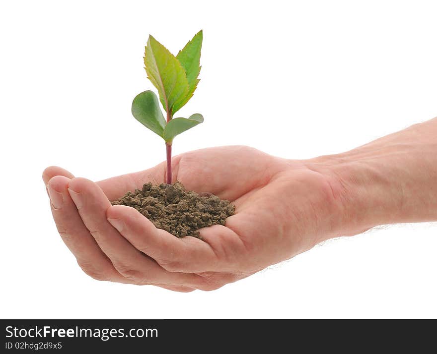 Female hand which holds a blossoming sprout. Female hand which holds a blossoming sprout