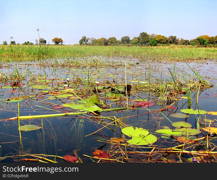 River Okavango