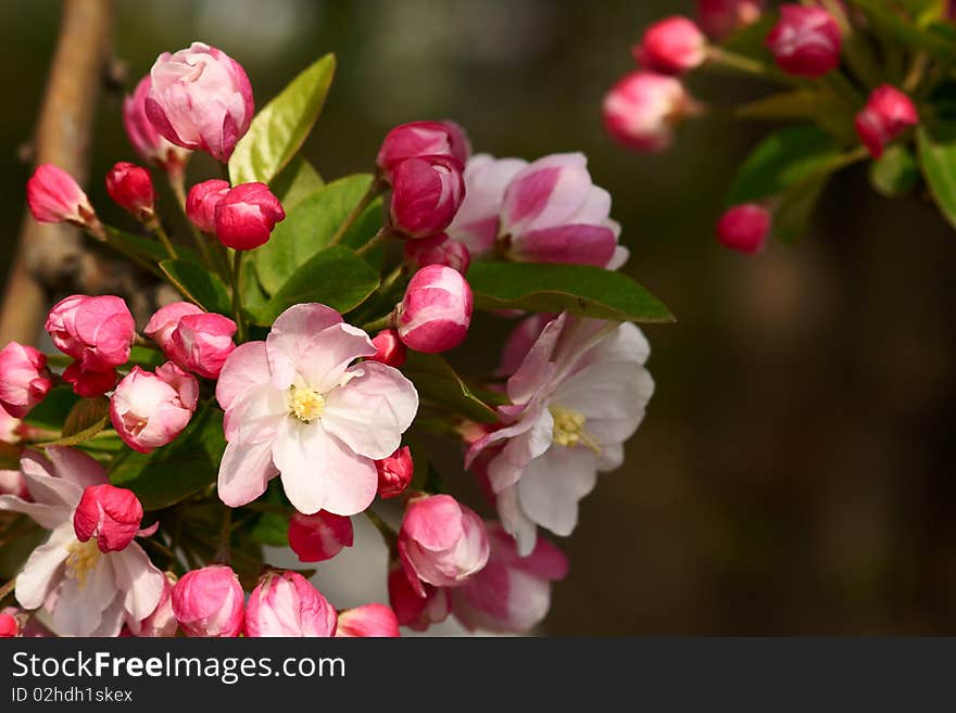 Malus micromalus is blooming in spring.