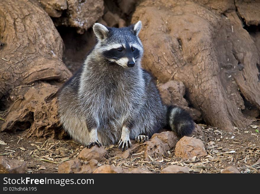 Raccoon