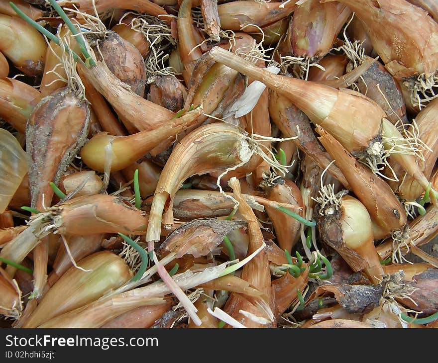 Macro image a lot of small onions in in the Croatian language is called ljutika