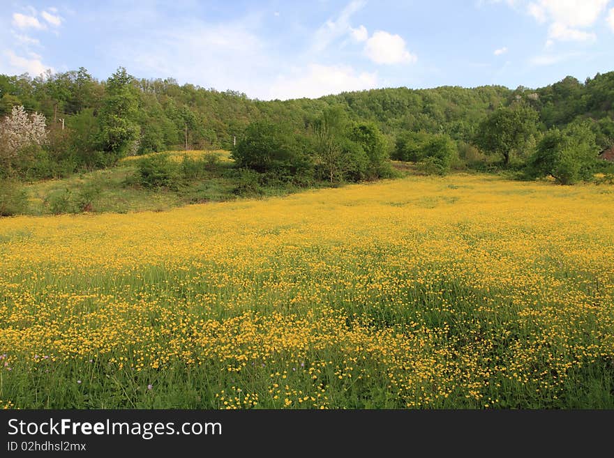 A field with yellow spring flowers. A field with yellow spring flowers