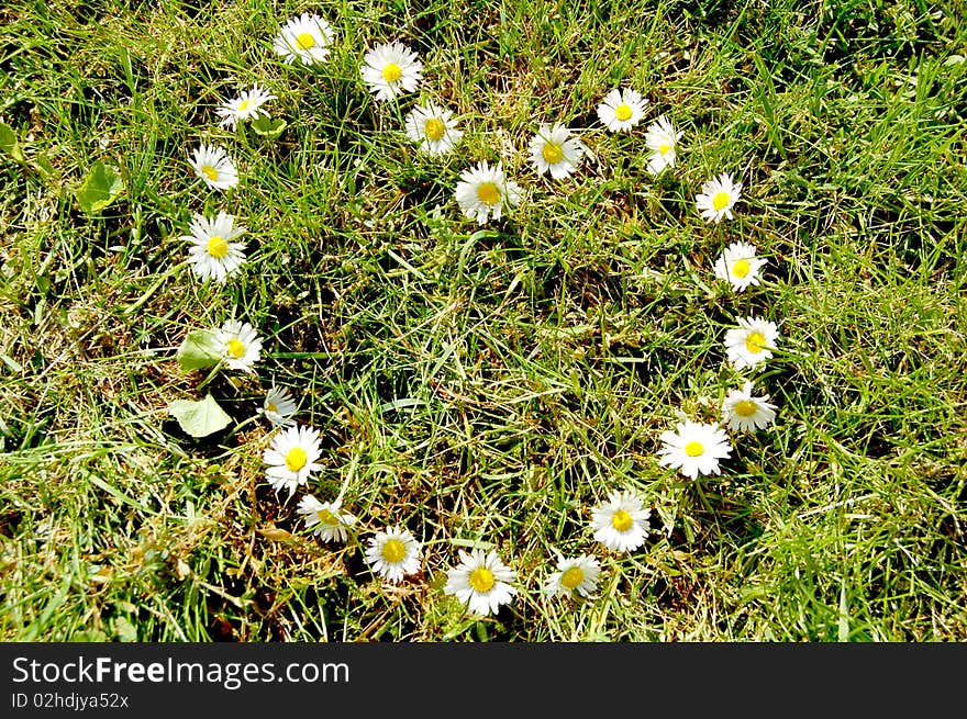 The heart on the meadow