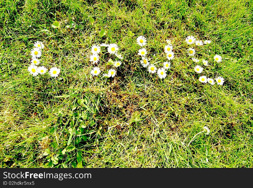 The love in the meadow