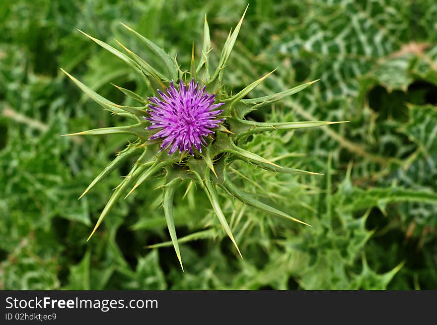 Blooming thistles on the dunes Mediterranean. Blooming thistles on the dunes Mediterranean