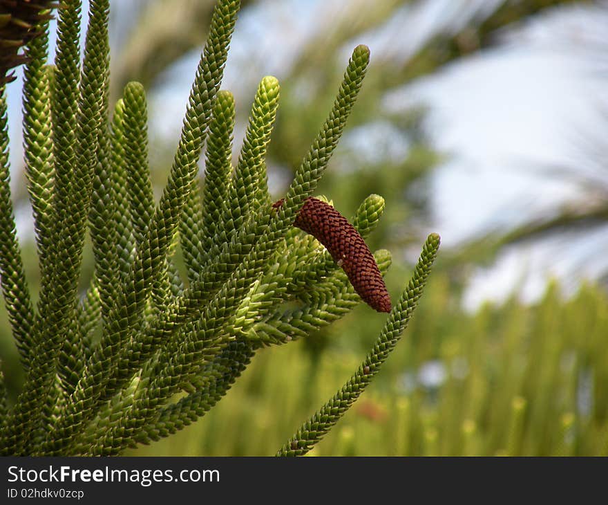 Araucaria - the type of coniferous tree