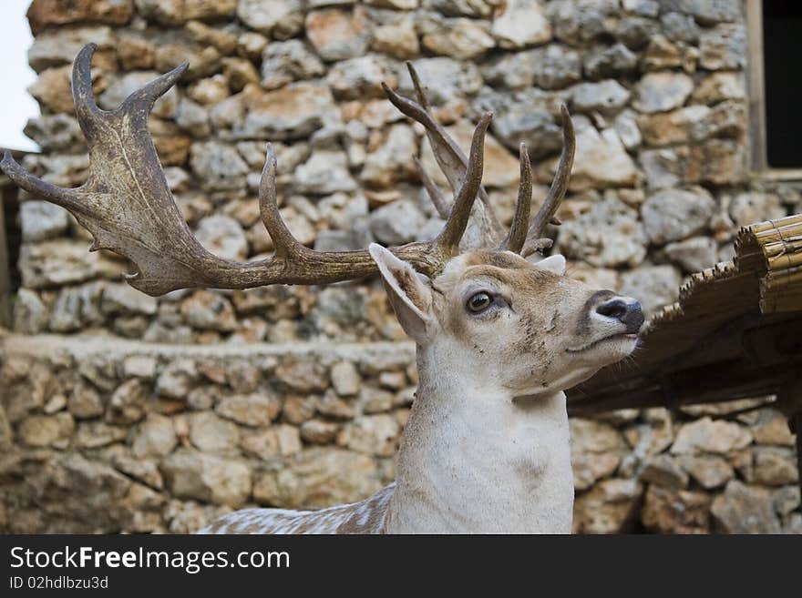 Deer