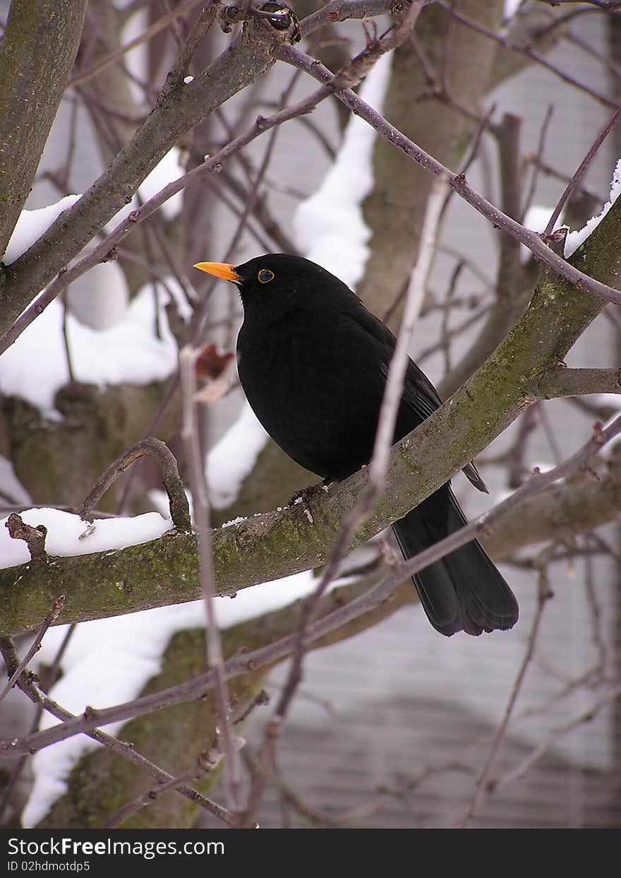 Blackbird sitting on a tree branch.