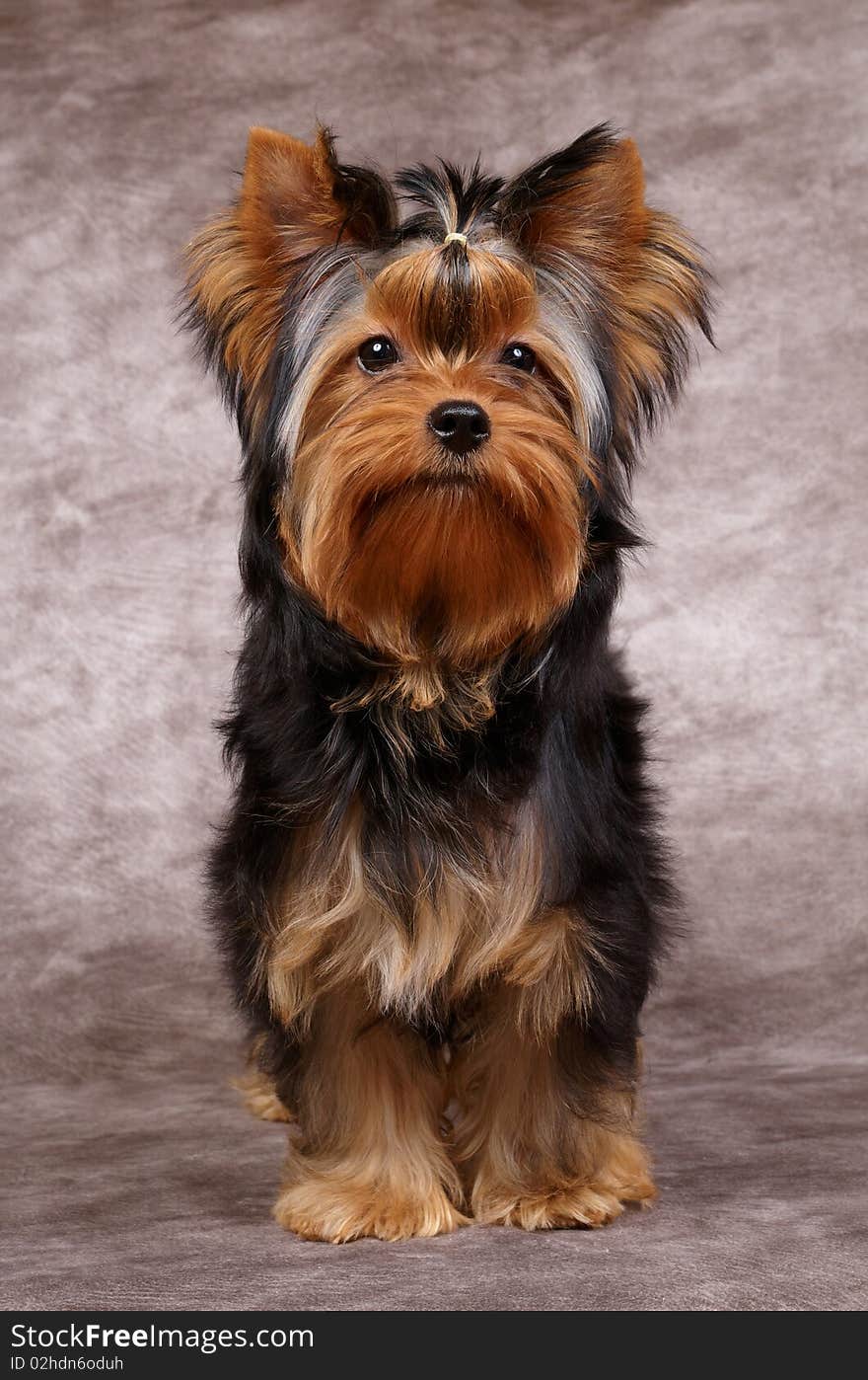 Puppy of the Yorkshire Terrier