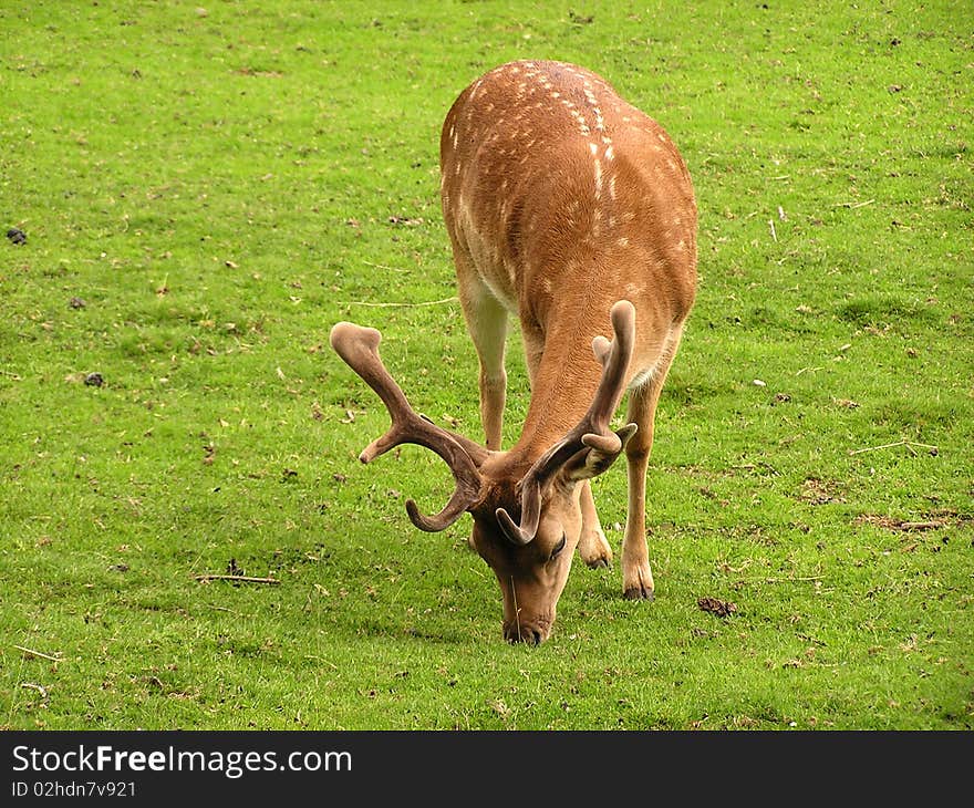 On the green grass is waist fallow-deer.