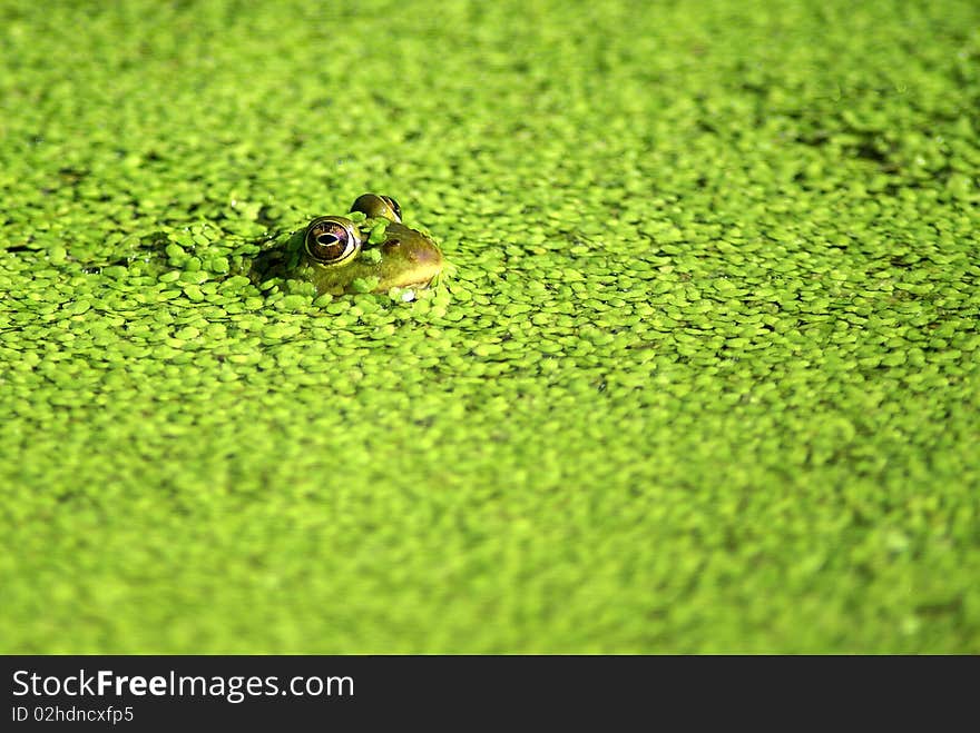 A frogs head sticking out of a pond with green plants. A frogs head sticking out of a pond with green plants.