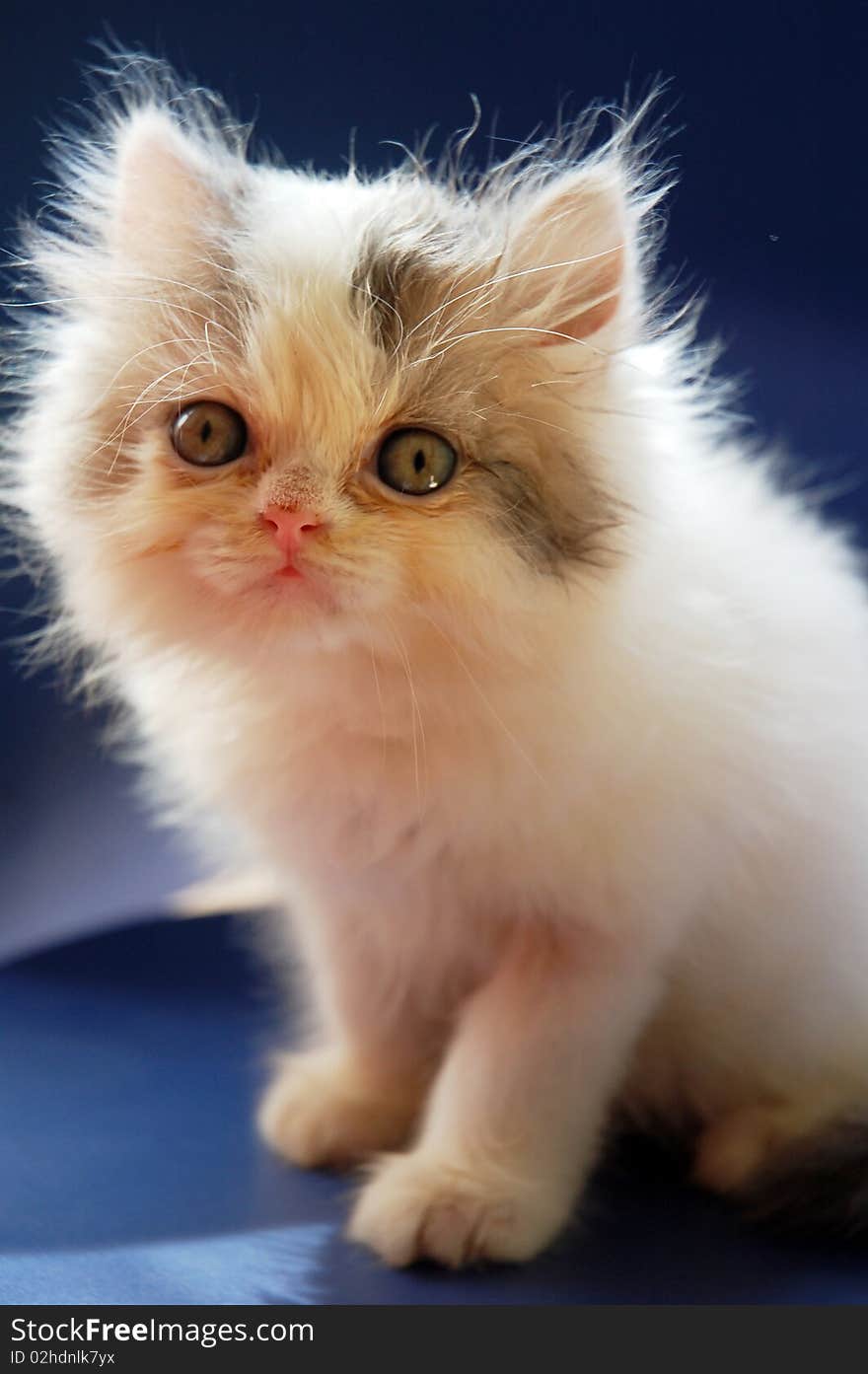 Persian Kitten