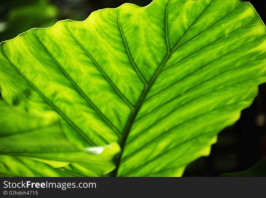 Lush green tropical leaves with sunlight shinning through them. Lush green tropical leaves with sunlight shinning through them.