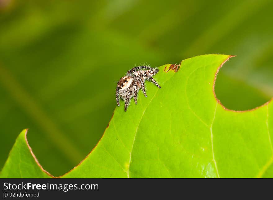 Wavy Leaf with Spider