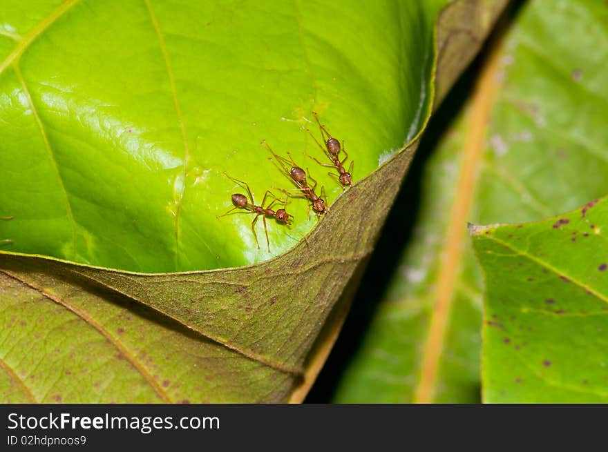 A Synergy of Ants Repairing Its Nest. A Synergy of Ants Repairing Its Nest