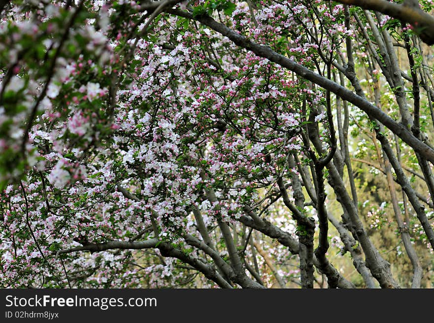 Branches turned green, there are numerous pink blossoms on the trees. Branches turned green, there are numerous pink blossoms on the trees.