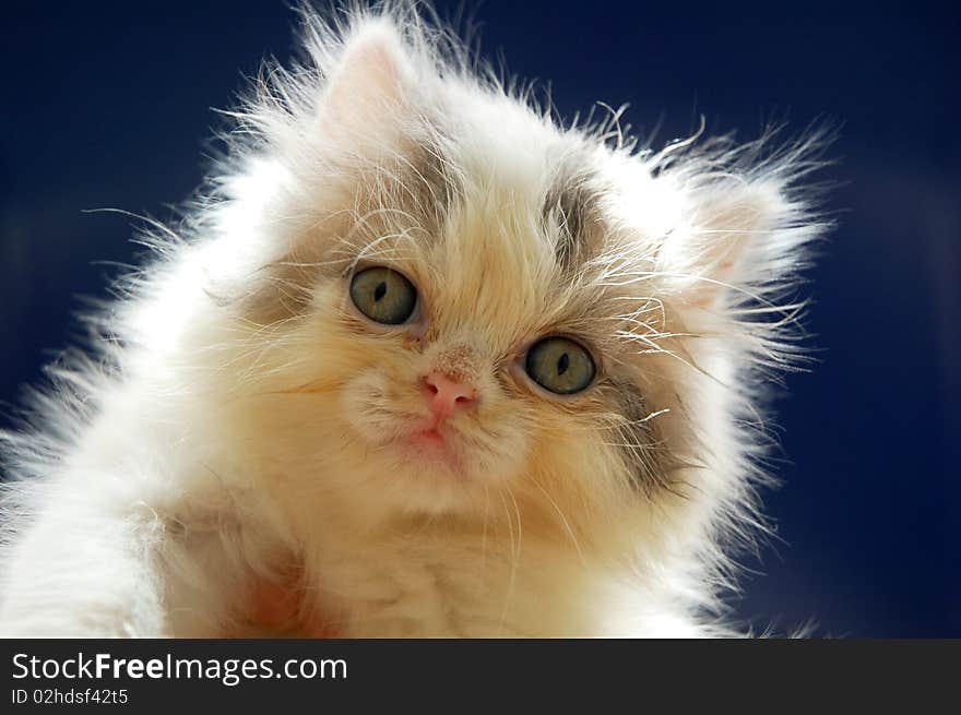 Cute persian kitten