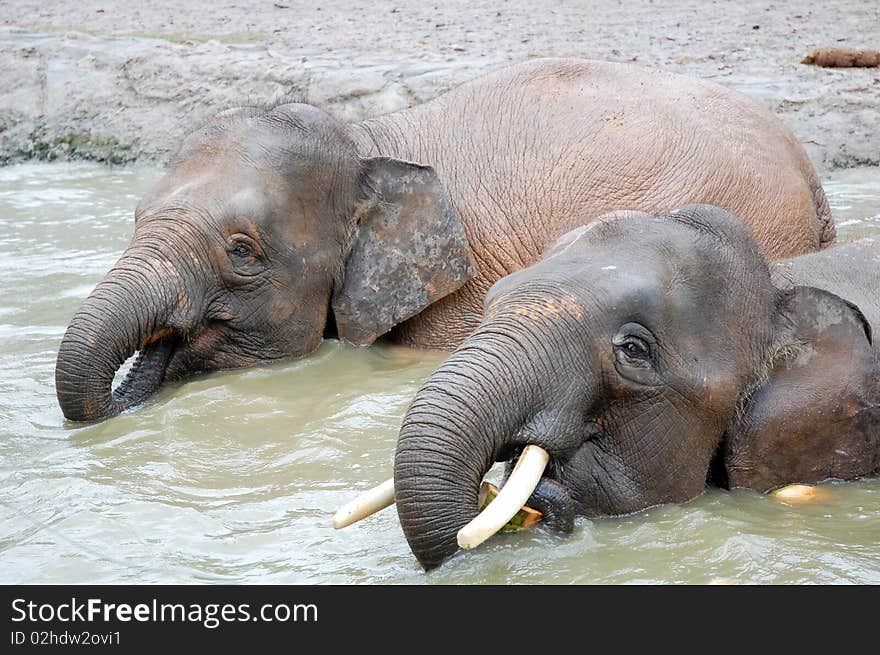 Two elephant eat a coconut at the pond