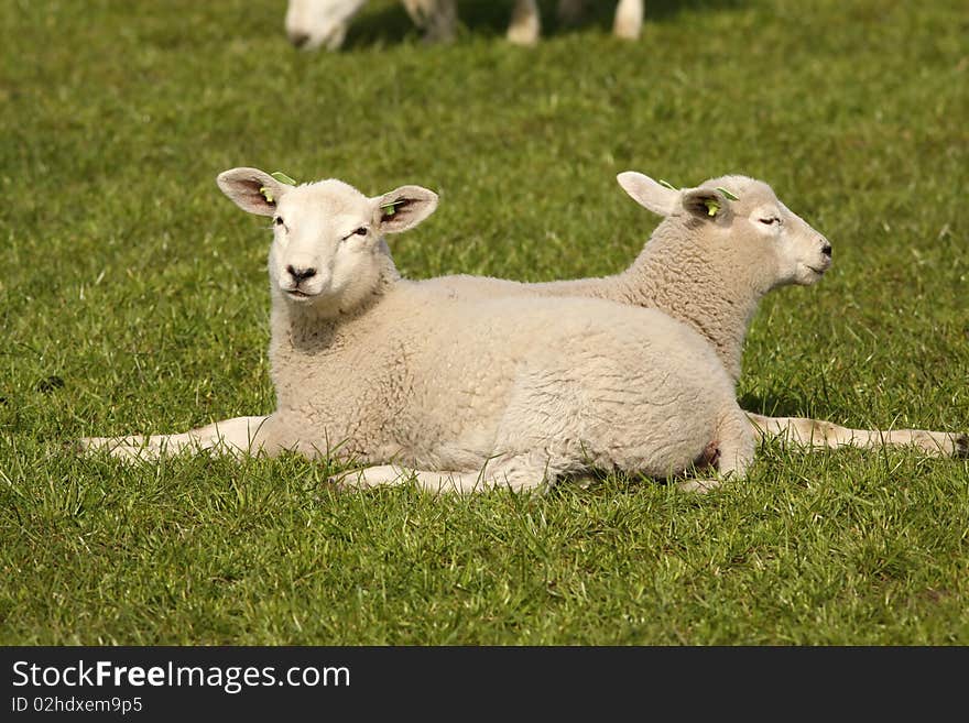 Two Little Lambs Laying In The Grass