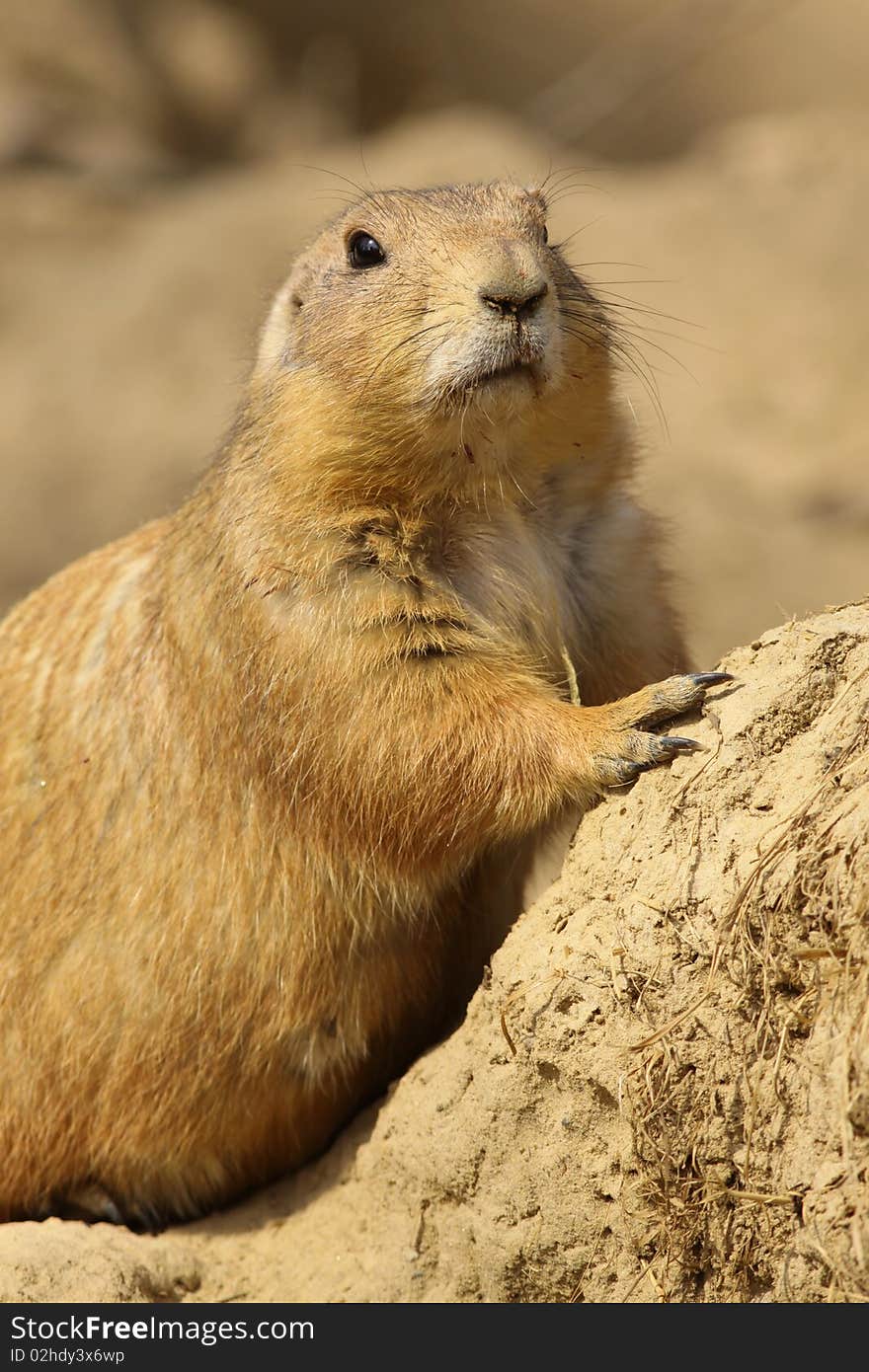 Prairie dog leaning against a sand hill