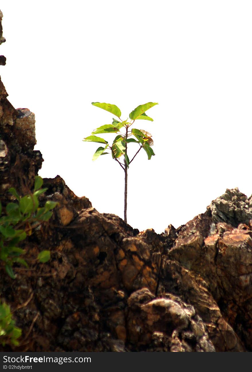 Isolated small tree on the brown rock. Isolated small tree on the brown rock