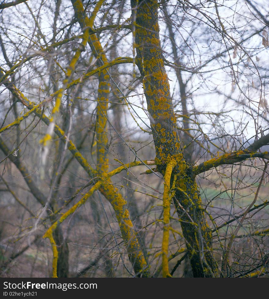 Branches of trees with lichen and moss. High resolution image.