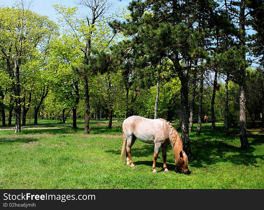 Horse Browse In Park