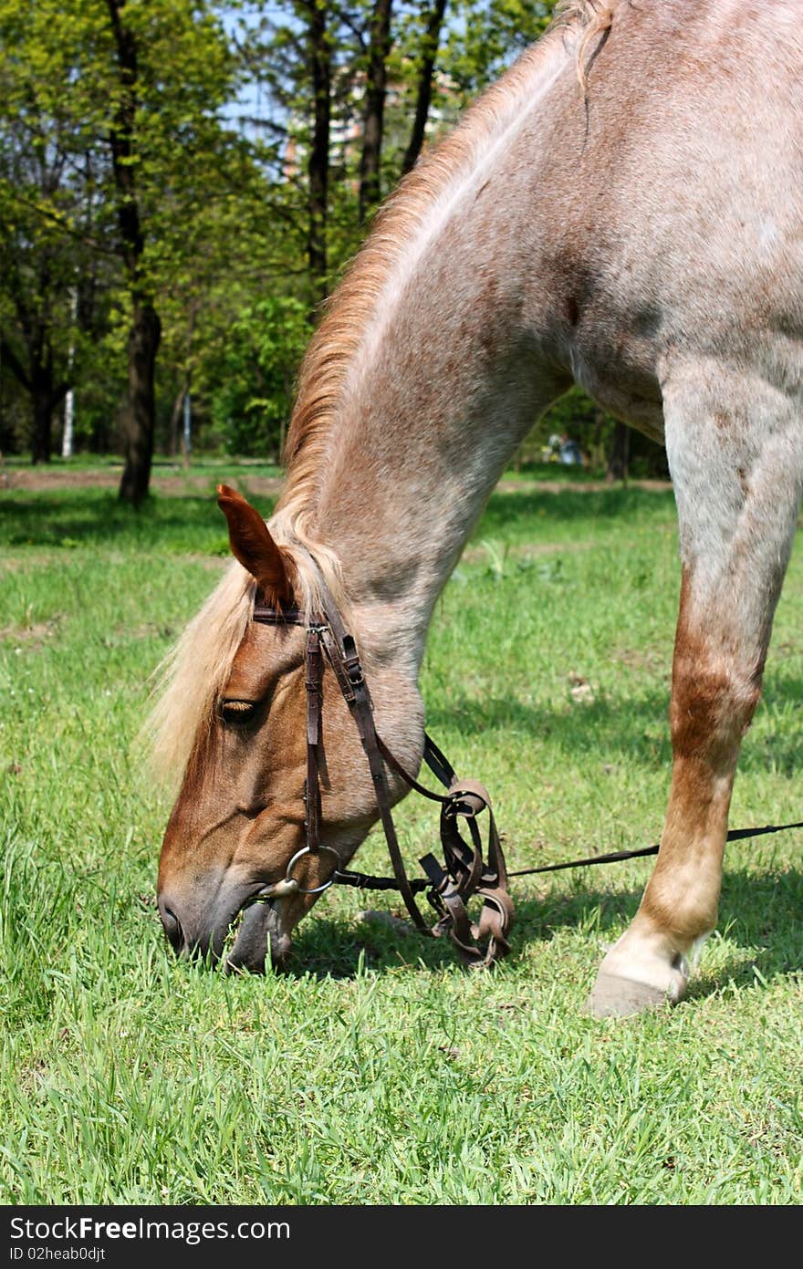 Horse browse on grass in  park. Horse browse on grass in  park