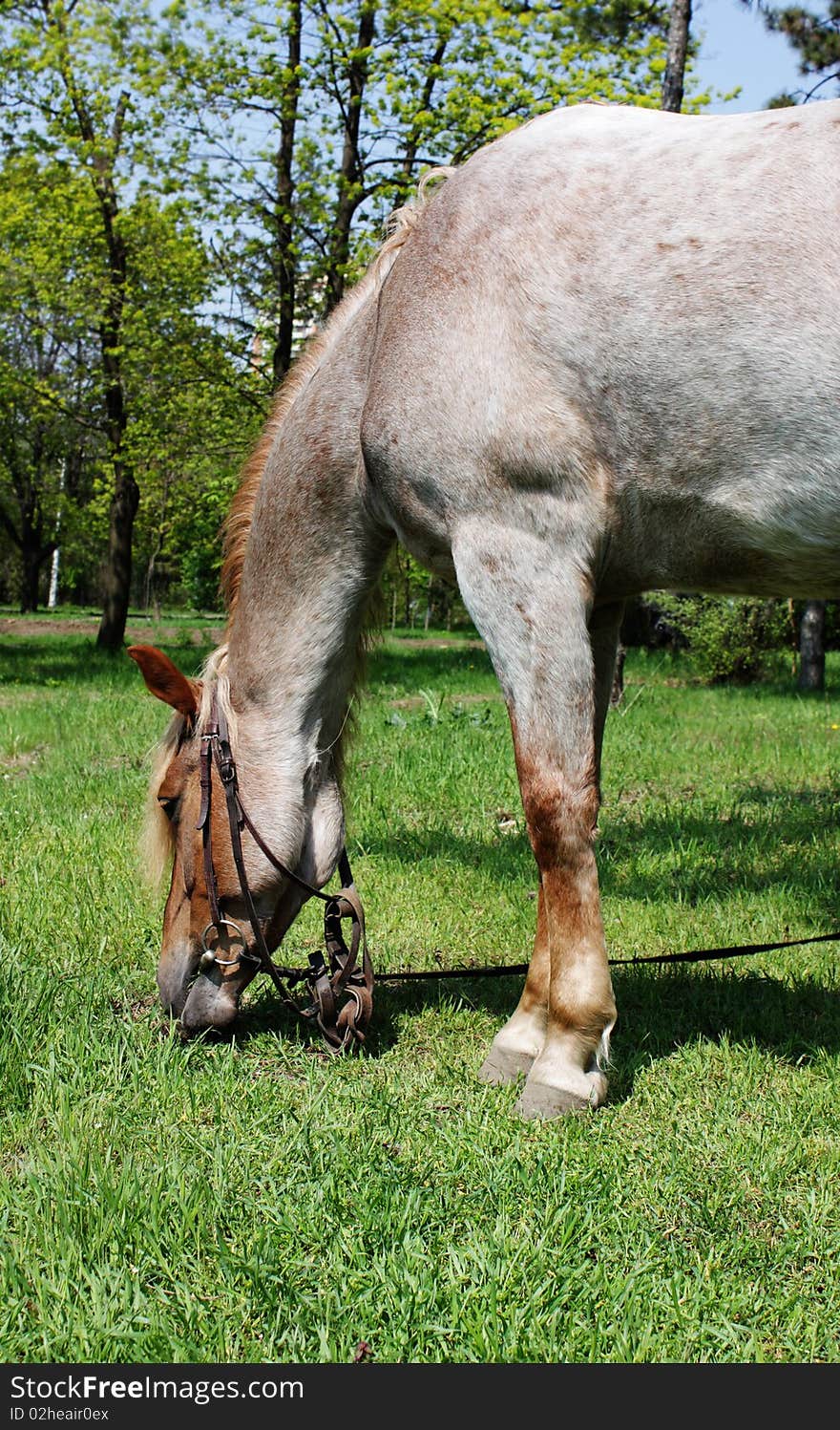 Horse browse on grass in  park