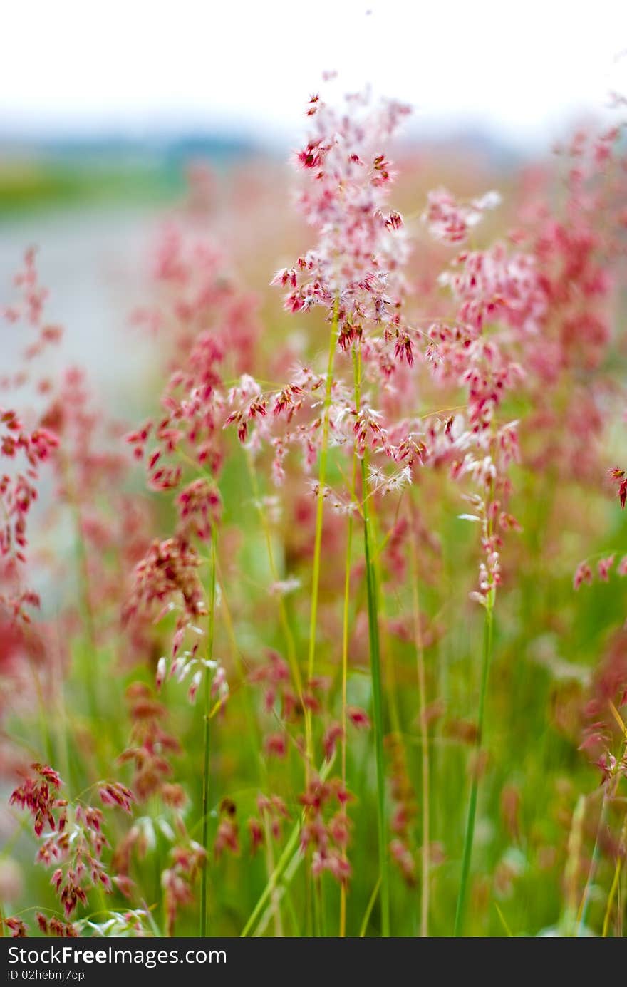 Beautiful flowers of Natal grass