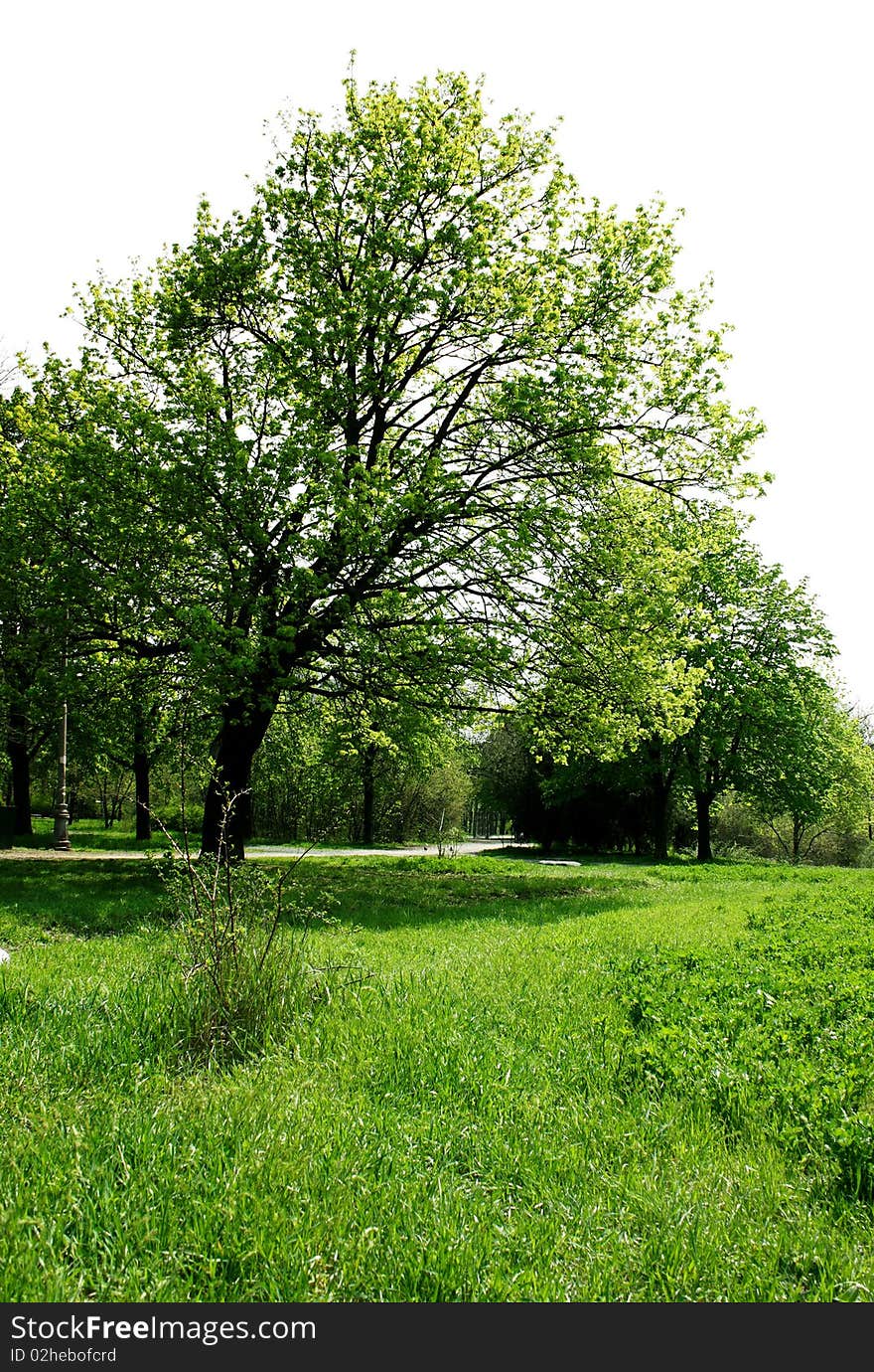 Peaceful field of grass and trees