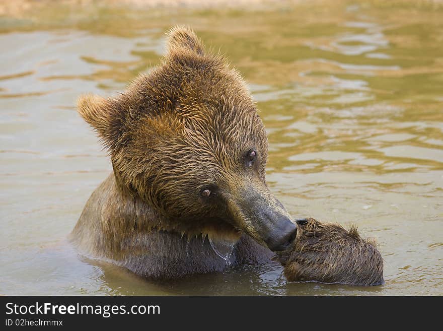 Bear Feeding