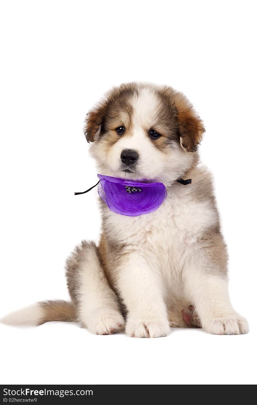 A very cute furry bucovinean shepard puppy over white, wearing a purple neck bow. A very cute furry bucovinean shepard puppy over white, wearing a purple neck bow