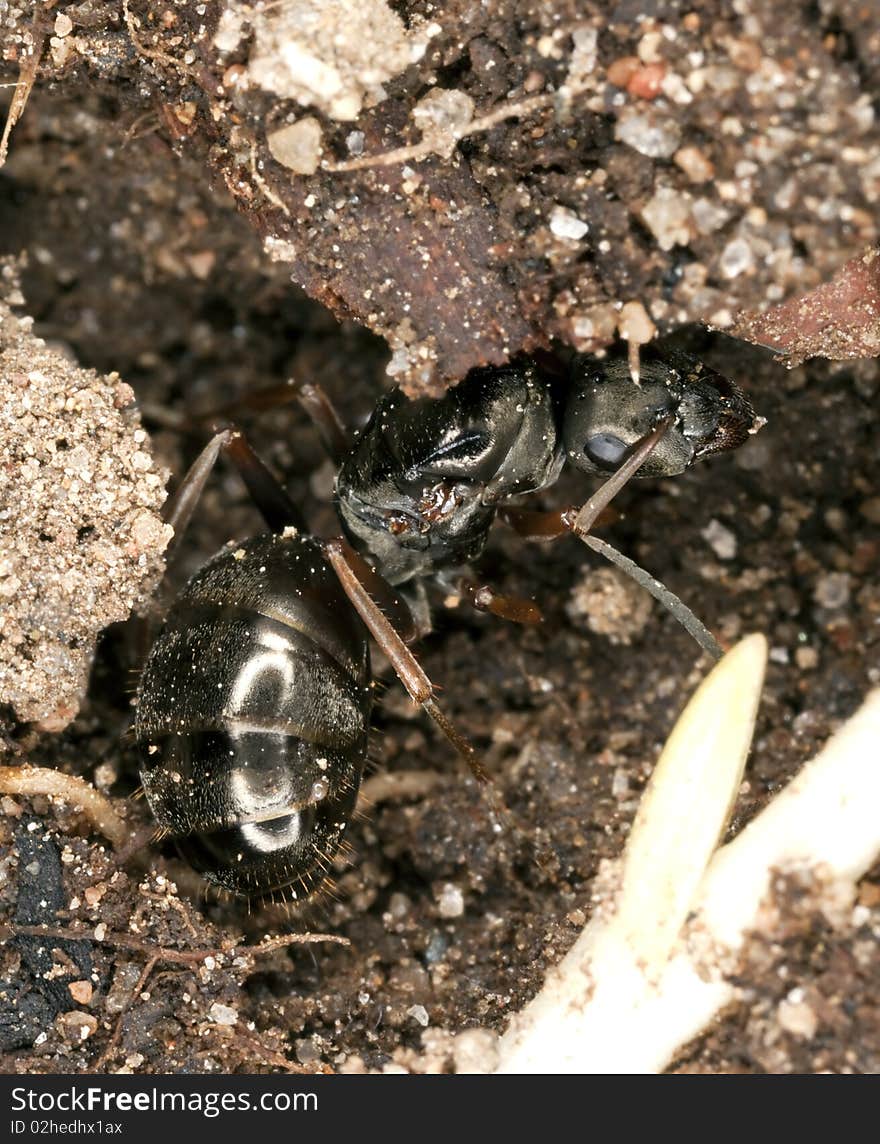 Black ant queen. Extreme close-up.