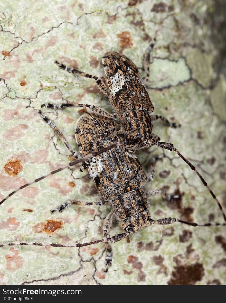 White-clouded longhorn beetle (Mesosa nebulosa)