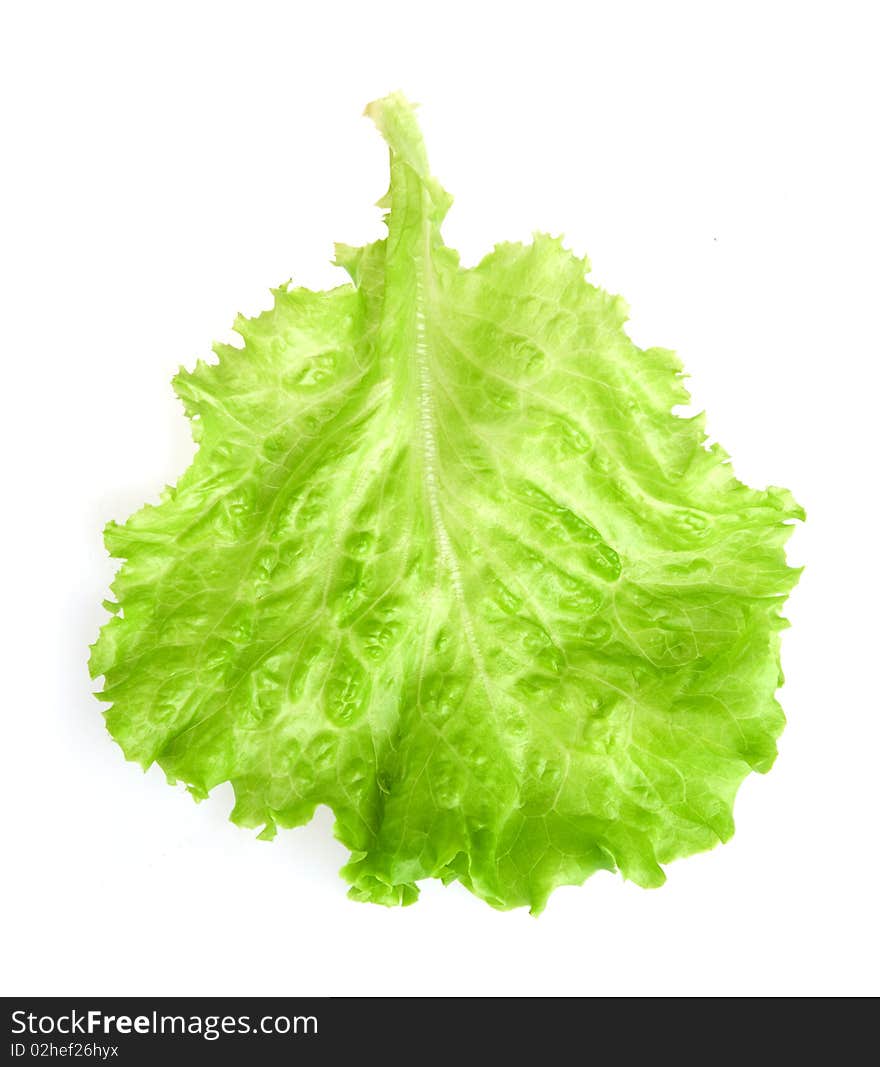 Fresh Lettuce Leaf