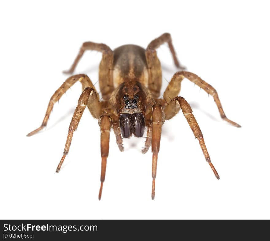 Hunting spider isolated on white background. Macro photo.