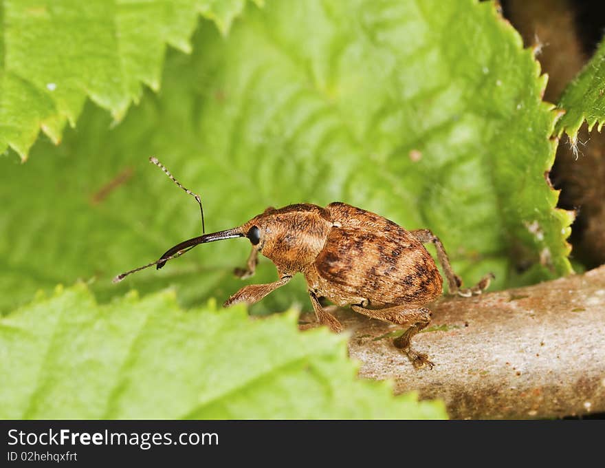 Hazelnut weevil (Curculia nucum)